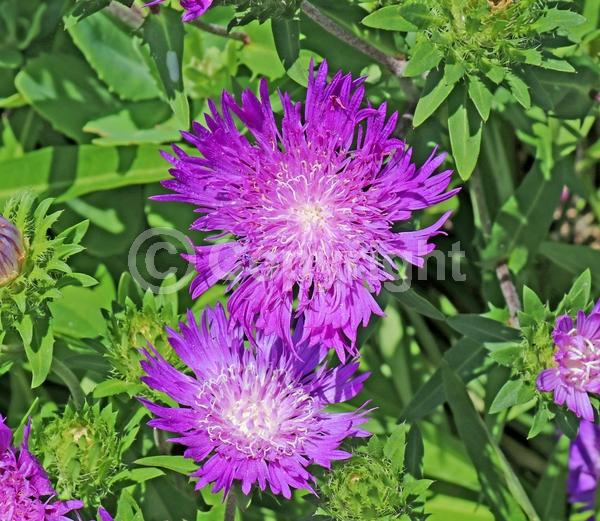 Purple blooms; Deciduous; Broadleaf; North American Native