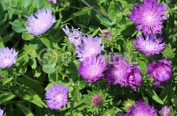 Purple blooms; Deciduous; Broadleaf; North American Native