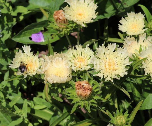 Yellow blooms; Evergreen; Deciduous; Broadleaf; North American Native