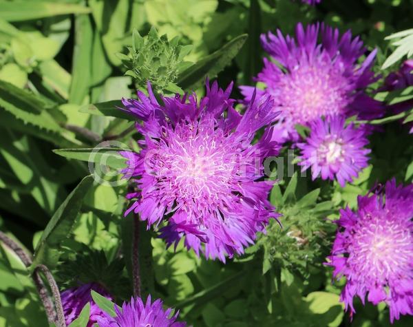 Blue blooms; Purple blooms; Evergreen; Deciduous; Broadleaf; North American Native