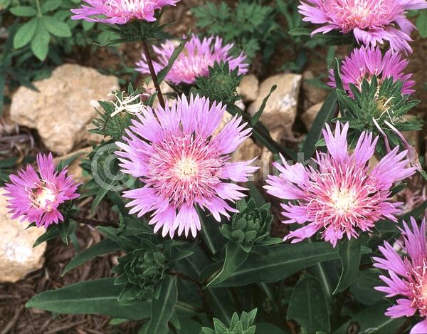 Lavender blooms; Evergreen; North American Native