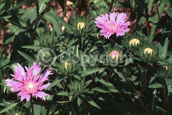 Lavender blooms; Evergreen; North American Native