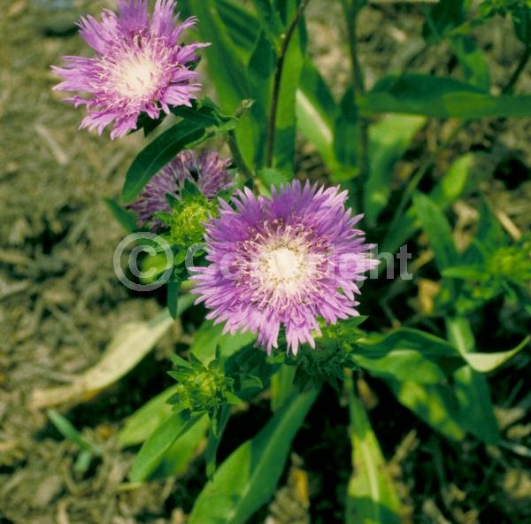 Yellow blooms; Blue blooms; Purple blooms; White blooms; Pink blooms; Lavender blooms; Semi-evergreen; Deciduous; Broadleaf; North American Native