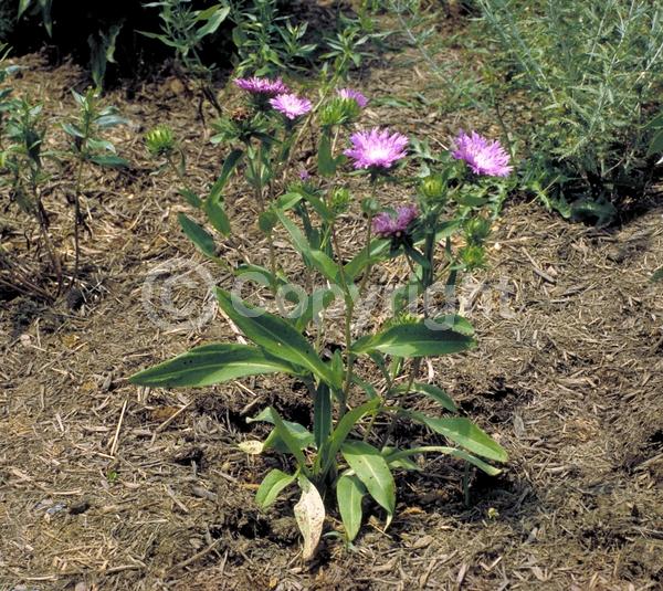 Yellow blooms; Blue blooms; Purple blooms; White blooms; Pink blooms; Lavender blooms; Semi-evergreen; Deciduous; Broadleaf; North American Native