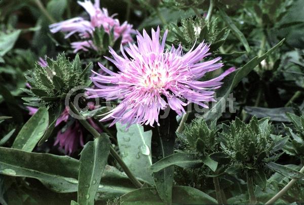 Yellow blooms; Blue blooms; Purple blooms; White blooms; Pink blooms; Lavender blooms; Semi-evergreen; Deciduous; Broadleaf; North American Native