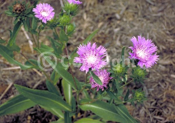 Yellow blooms; Blue blooms; Purple blooms; White blooms; Pink blooms; Lavender blooms; Semi-evergreen; Deciduous; Broadleaf; North American Native