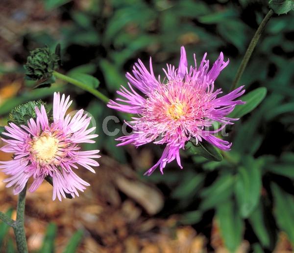Yellow blooms; Blue blooms; Purple blooms; White blooms; Pink blooms; Lavender blooms; Semi-evergreen; Deciduous; Broadleaf; North American Native