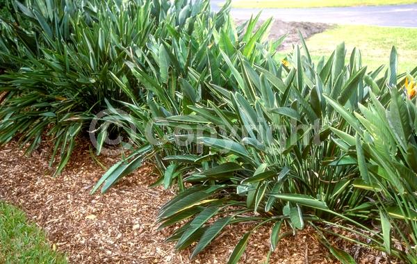 Orange blooms; Blue blooms; Evergreen