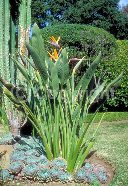 Orange blooms; Blue blooms; Evergreen