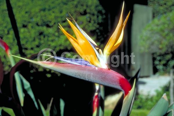 Orange blooms; Blue blooms; Evergreen