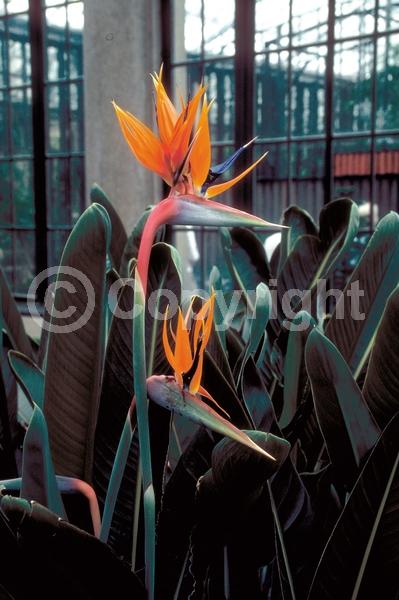 Orange blooms; Blue blooms; Evergreen