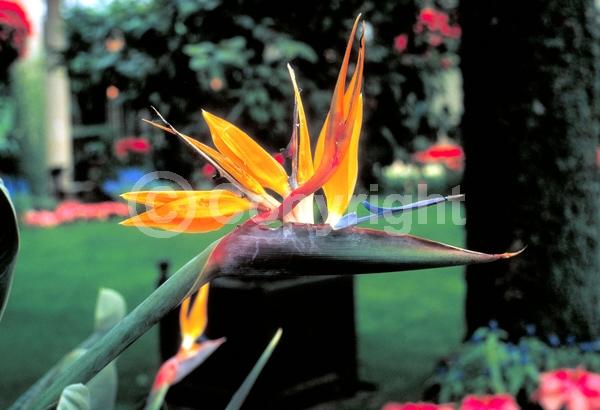 Orange blooms; Blue blooms; Evergreen