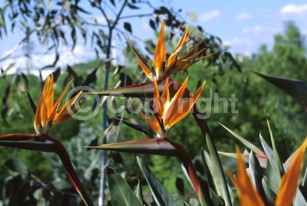 Orange blooms; Blue blooms; Evergreen