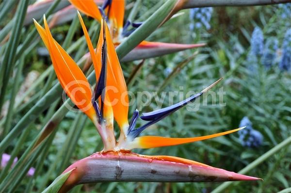 Orange blooms; Blue blooms; Evergreen