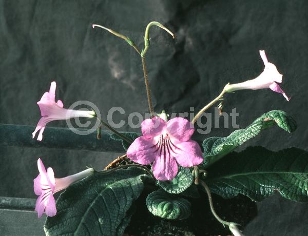 Red blooms; Purple blooms; White blooms; Pink blooms; Lavender blooms