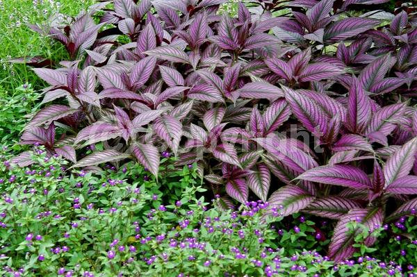 Purple blooms; Evergreen; Semi-evergreen