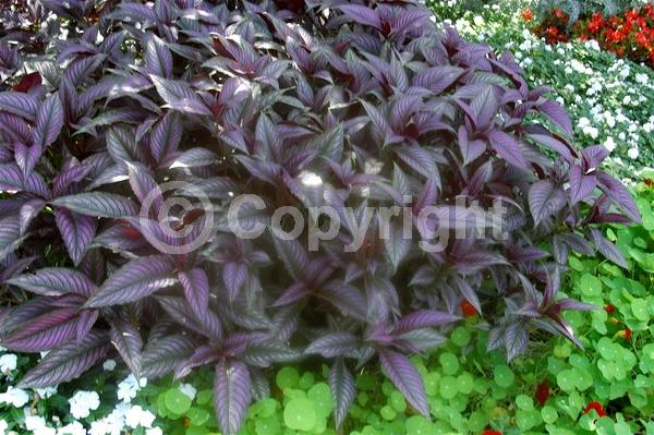 Purple blooms; Evergreen; Semi-evergreen