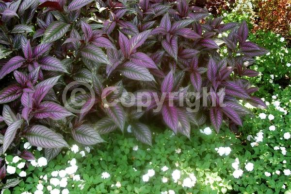 Purple blooms; Evergreen; Semi-evergreen