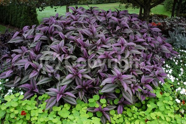 Purple blooms; Evergreen; Semi-evergreen