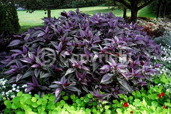 Purple blooms; Evergreen; Semi-evergreen