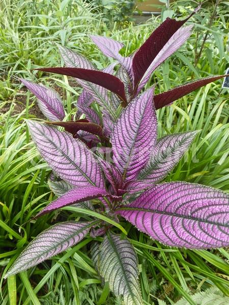 Purple blooms; Evergreen; Semi-evergreen