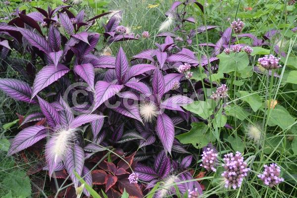 Purple blooms; Evergreen; Semi-evergreen