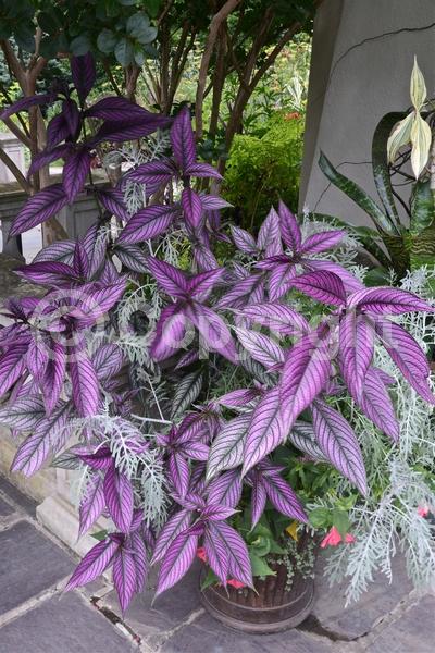 Purple blooms; Evergreen; Semi-evergreen