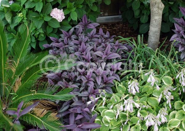 Purple blooms; Evergreen; Semi-evergreen