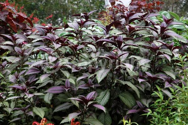 Purple blooms; Evergreen; Semi-evergreen