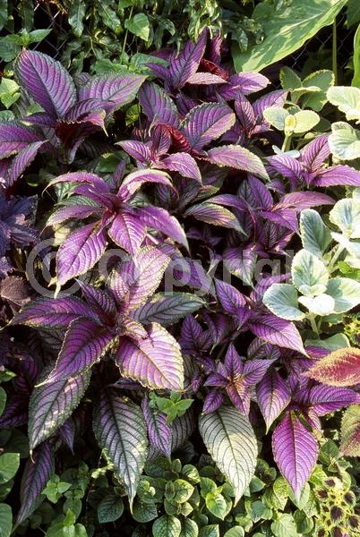 Purple blooms; Evergreen; Semi-evergreen