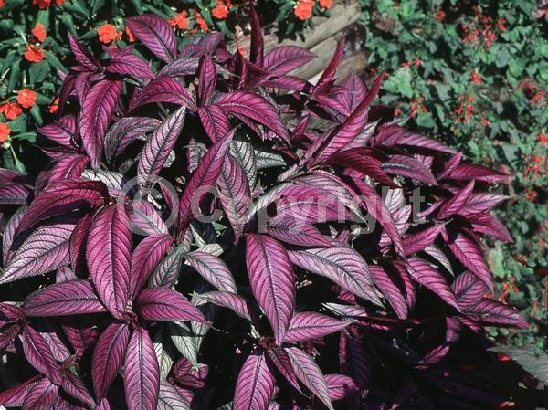 Purple blooms; Evergreen; Semi-evergreen