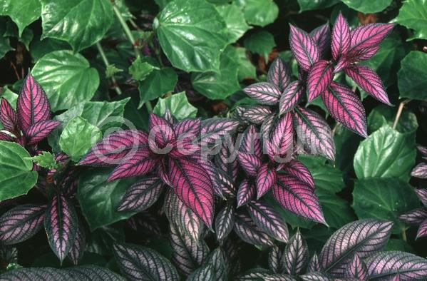 Purple blooms; Evergreen; Semi-evergreen