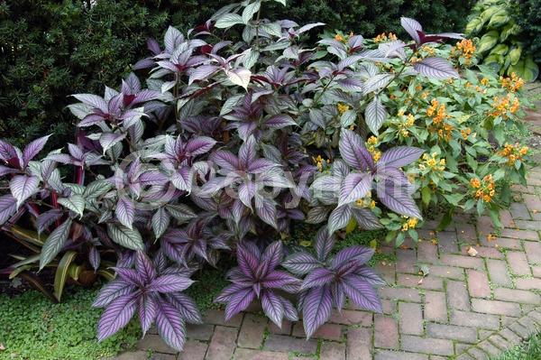 Purple blooms; Evergreen; Semi-evergreen