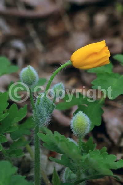 Yellow blooms; Deciduous; Broadleaf; North American Native