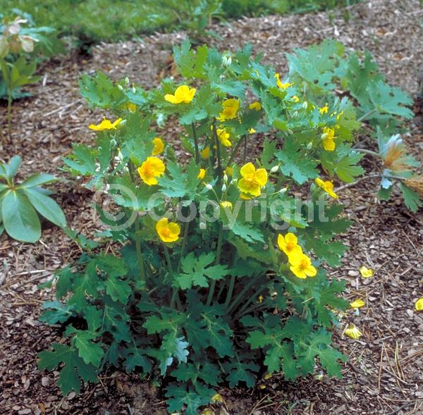 Yellow blooms; Deciduous; Broadleaf; North American Native