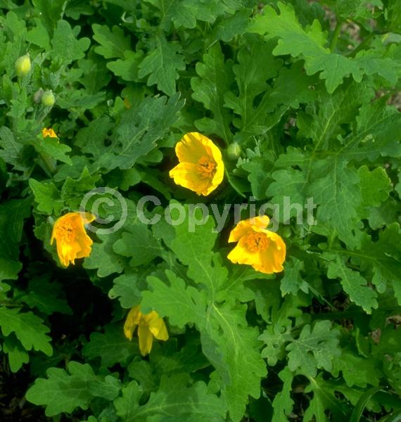Yellow blooms; Deciduous; Broadleaf; North American Native