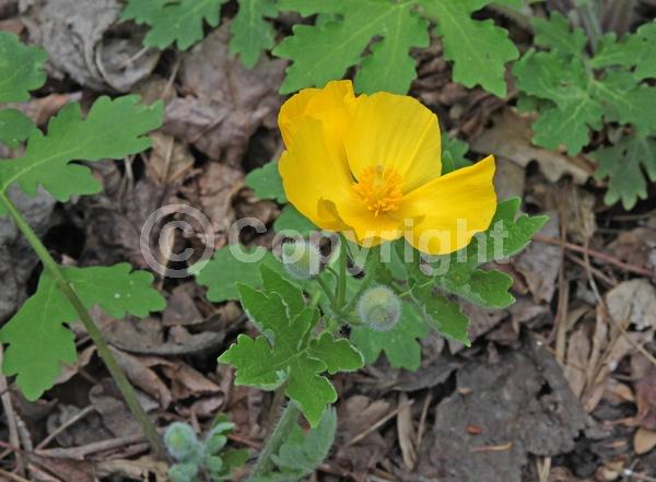 Yellow blooms; Deciduous; Broadleaf; North American Native