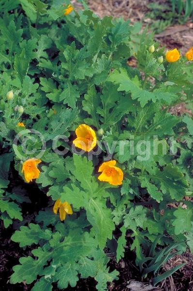 Yellow blooms; Deciduous; Broadleaf; North American Native