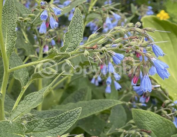 Blue blooms; Broadleaf