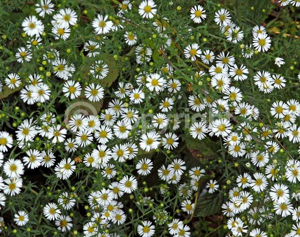 Yellow blooms; White blooms; Deciduous; Broadleaf; North American Native