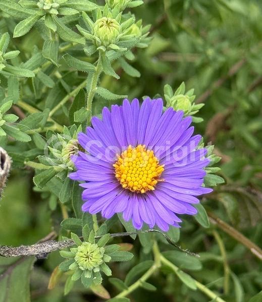 Purple blooms; Lavender blooms; Deciduous; Broadleaf; North American Native
