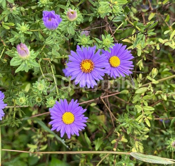 Purple blooms; Lavender blooms; Deciduous; Broadleaf; North American Native