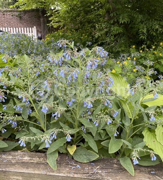 Blue blooms; Broadleaf