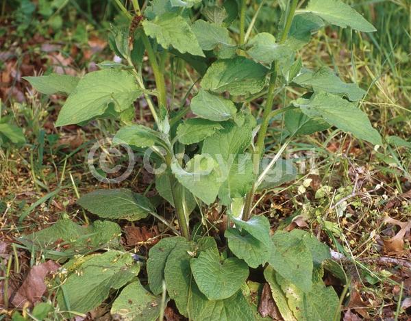 Blue blooms; Broadleaf