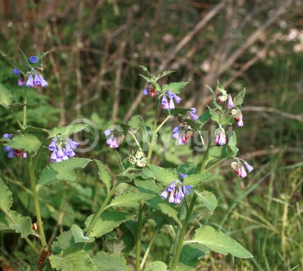 Blue blooms; Broadleaf
