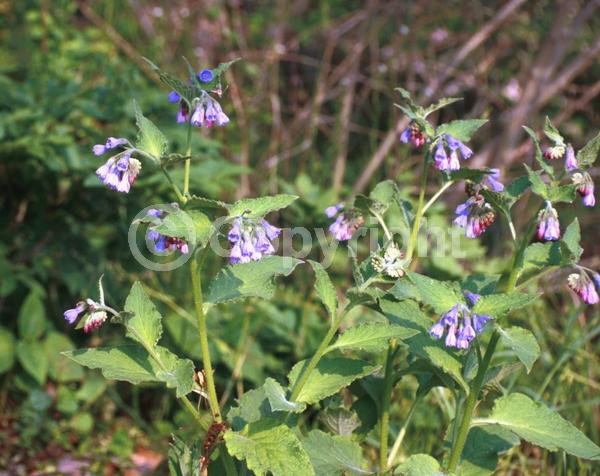 Blue blooms; Broadleaf