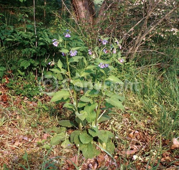 Blue blooms; Broadleaf