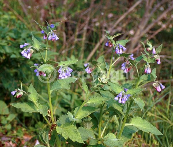 Blue blooms; Broadleaf