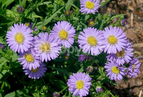 Blue blooms; Lavender blooms; North American Native