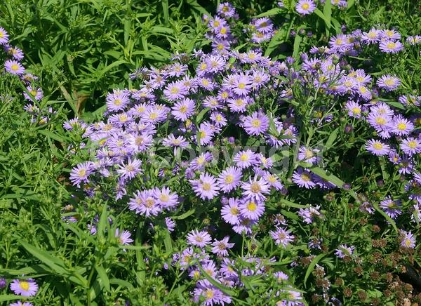 Blue blooms; Lavender blooms; North American Native